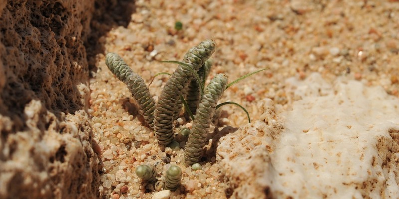 Anacampseros grisea photo 2