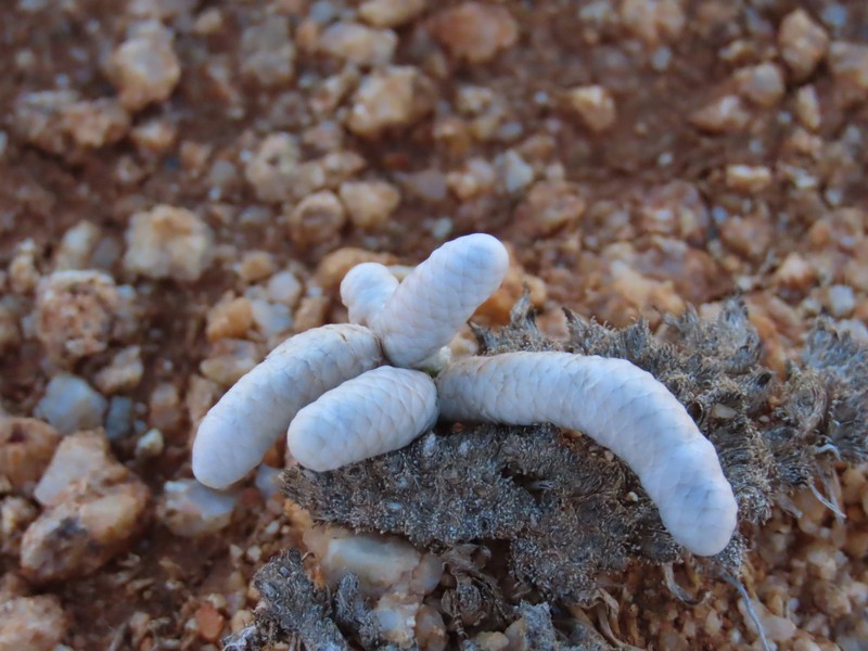 Anacampseros grisea photo 3
