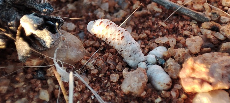 Anacampseros grisea photo 5