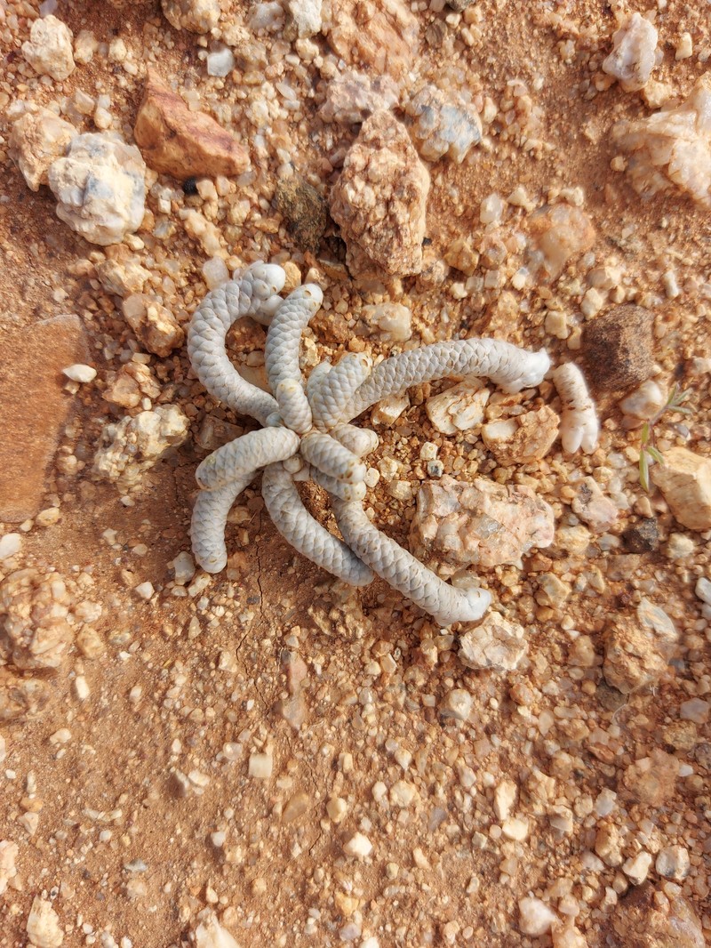 Anacampseros grisea photo 7