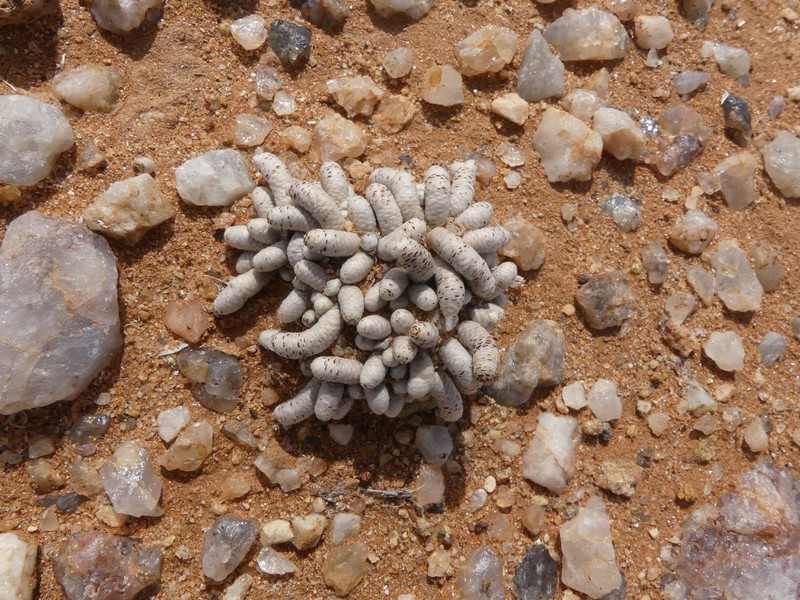 Anacampseros grisea photo 8