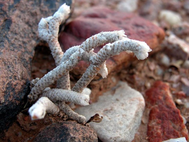 Anacampseros herreana
