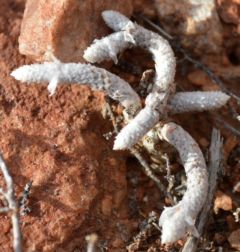 Anacampseros herreana photo 4