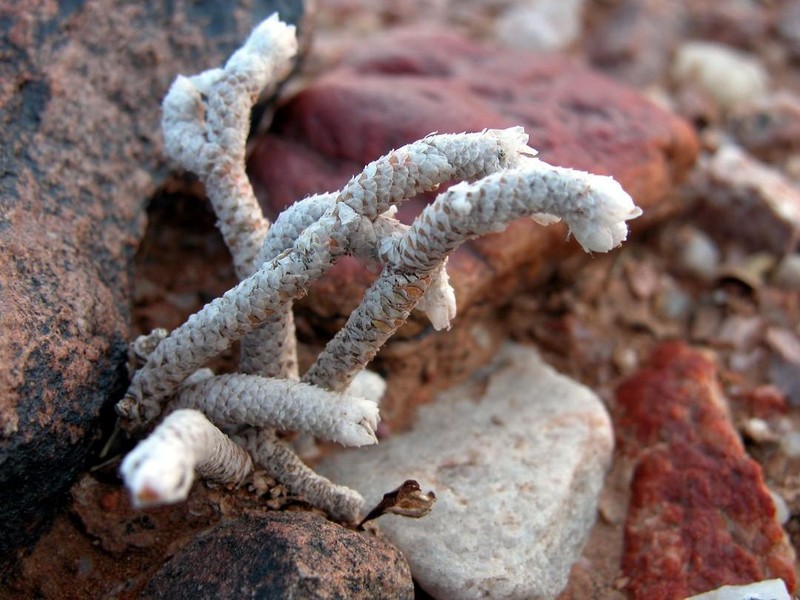 Anacampseros herreana photo 8