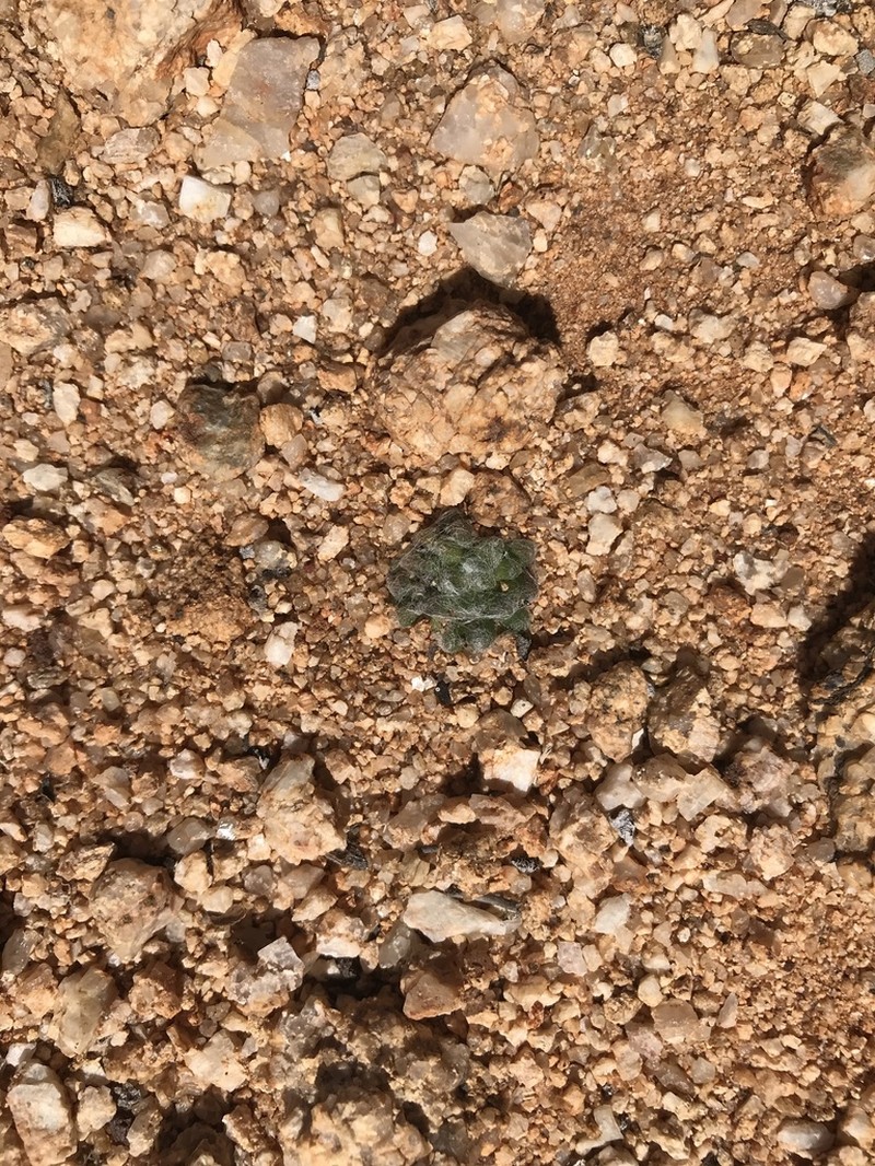 Anacampseros karasmontana