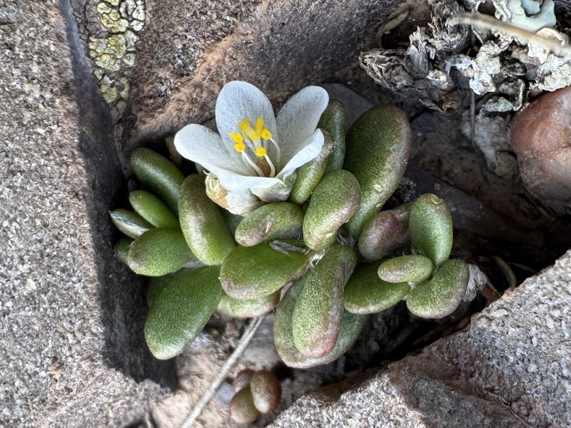 Anacampseros kurtzii