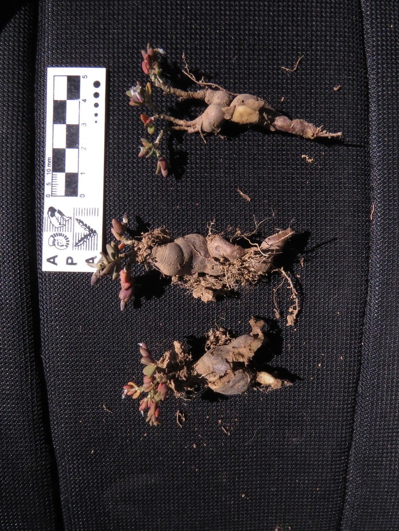 Anacampseros kurtzii photo 2