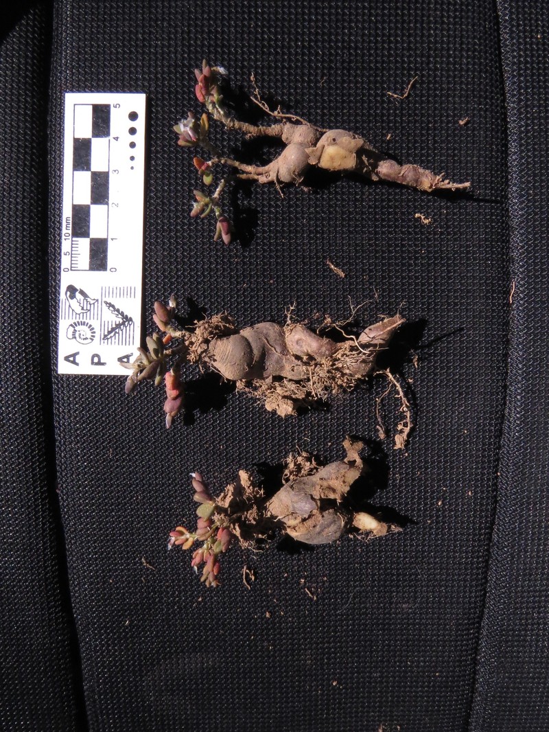 Anacampseros kurtzii photo 3