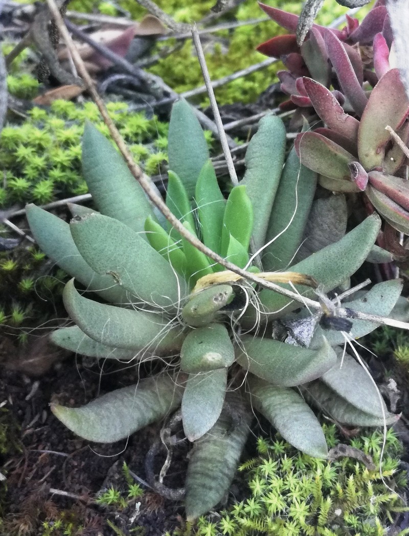 Anacampseros lanceolata