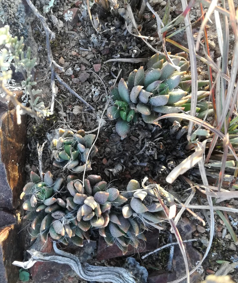 Anacampseros lanceolata photo 2