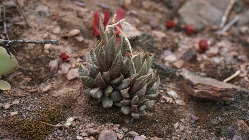 Anacampseros lanceolata photo 3