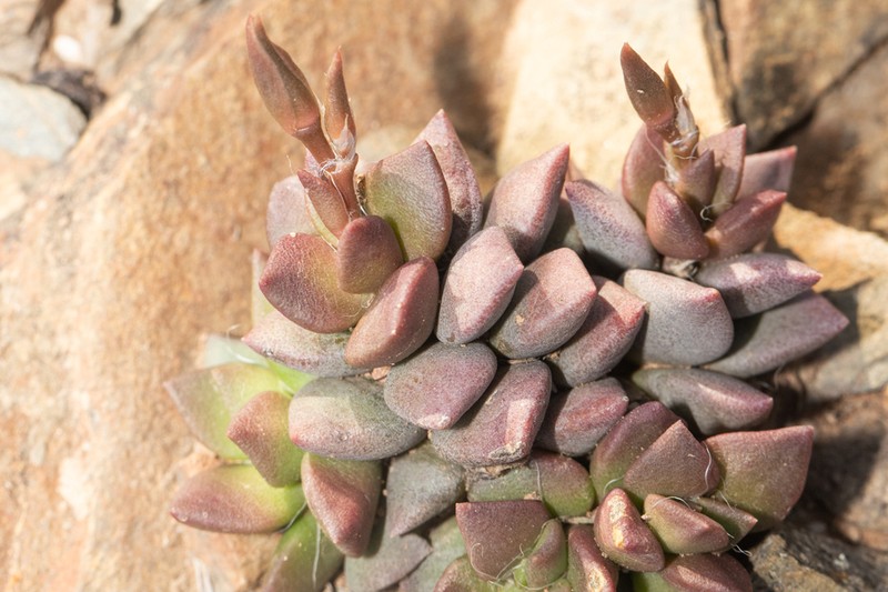 Anacampseros lanceolata photo 4