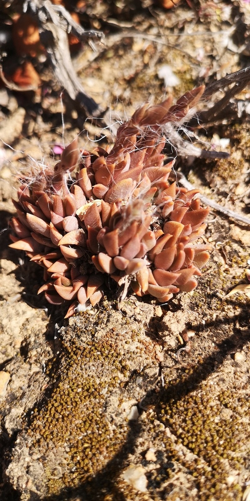 Anacampseros lanceolata photo 5