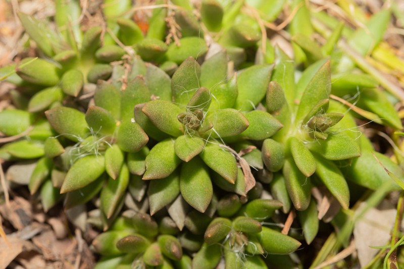 Anacampseros lanceolata photo 6
