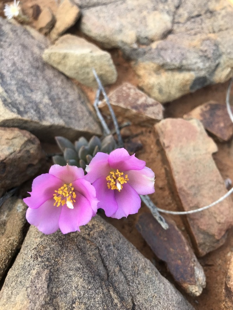 Anacampseros marlothii