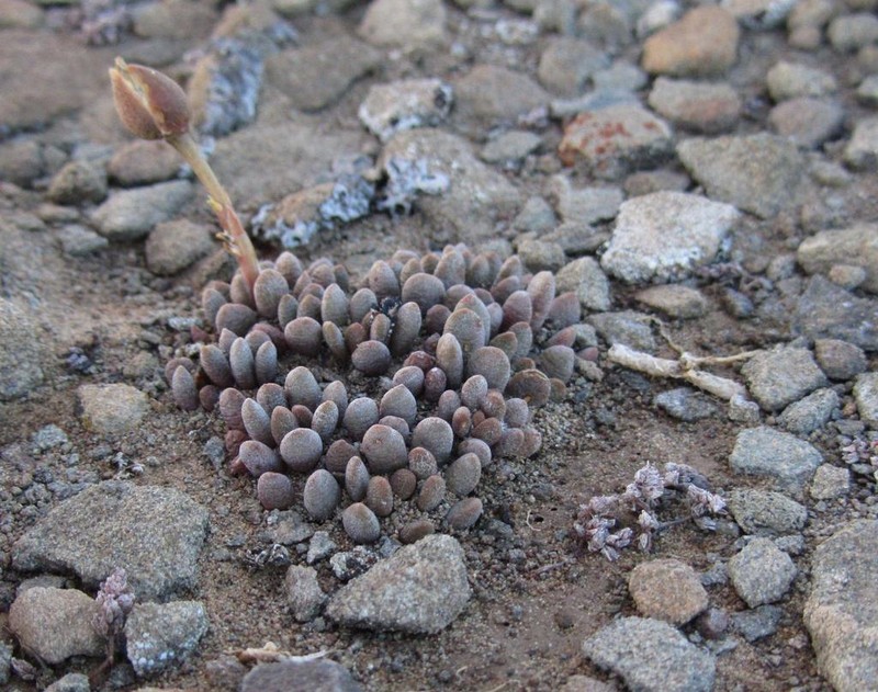 Anacampseros marlothii photo 2