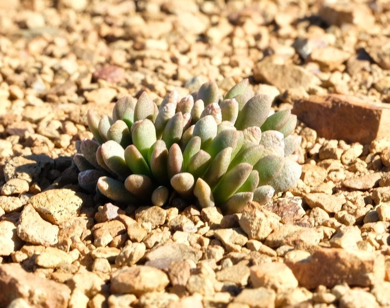Anacampseros marlothii photo 3