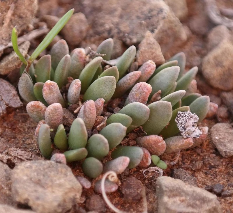 Anacampseros marlothii photo 4