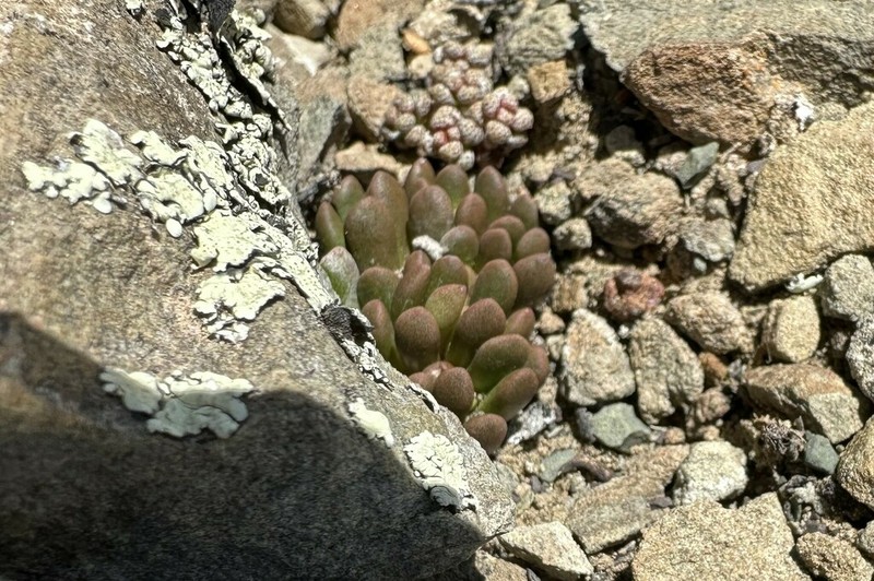 Anacampseros marlothii photo 5