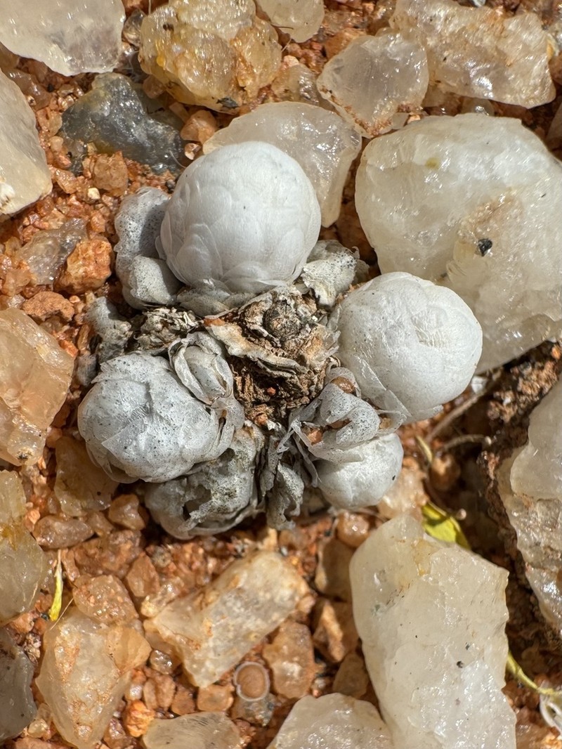 Anacampseros meyeri photo 6