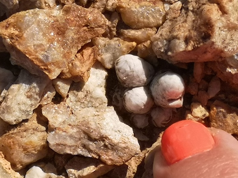 Anacampseros meyeri photo 7