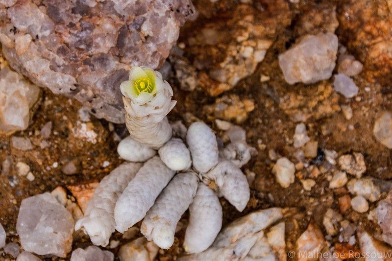 Anacampseros meyeri photo 8