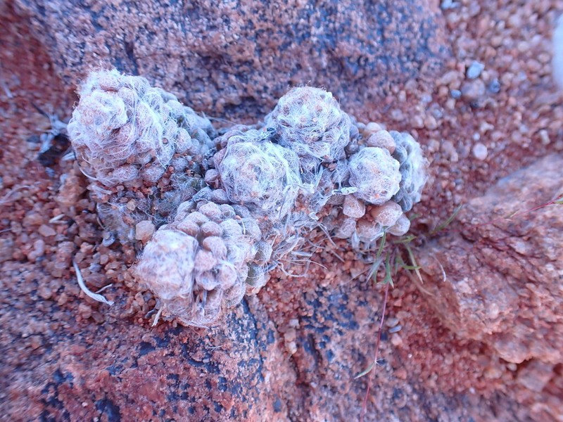 Anacampseros namaquensis