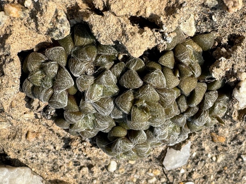 Anacampseros namaquensis photo 2