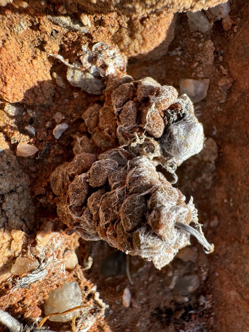 Anacampseros namaquensis photo 3
