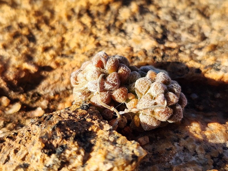Anacampseros namaquensis photo 4