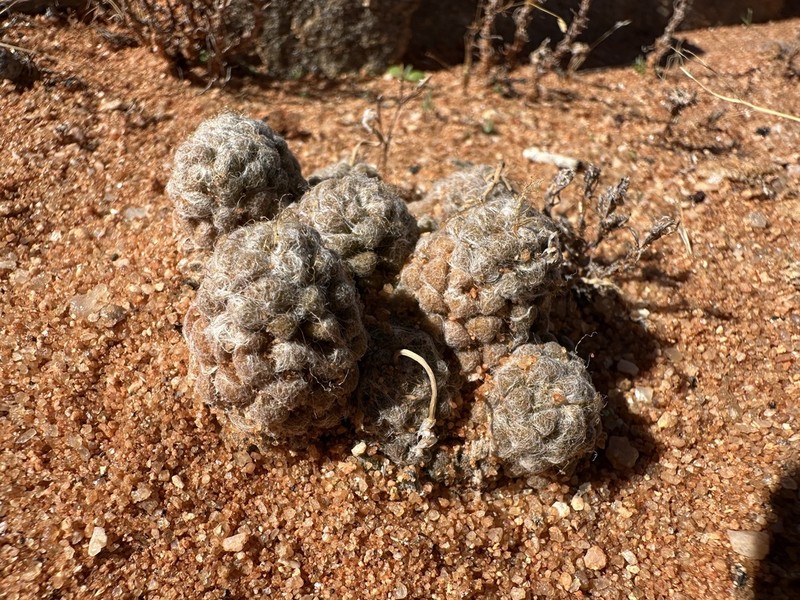 Anacampseros namaquensis photo 5