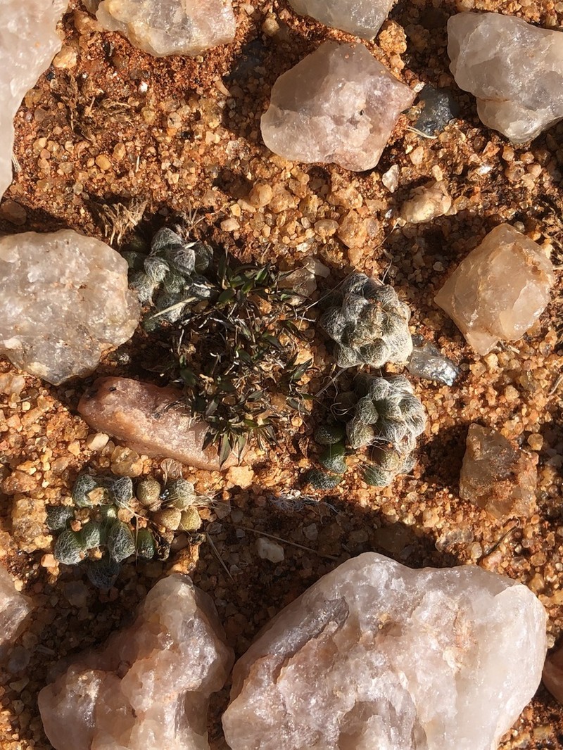 Anacampseros namaquensis photo 6
