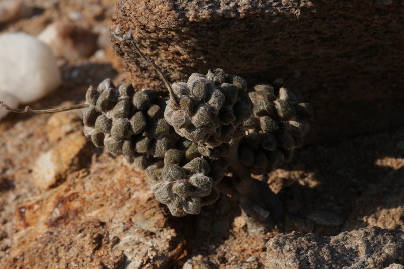 Anacampseros namaquensis photo 8