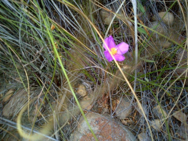 Anacampseros nebrownii photo 2