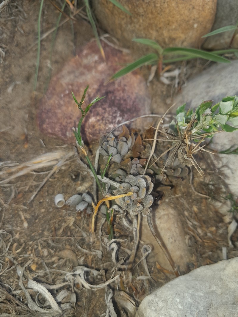 Anacampseros nebrownii photo 3