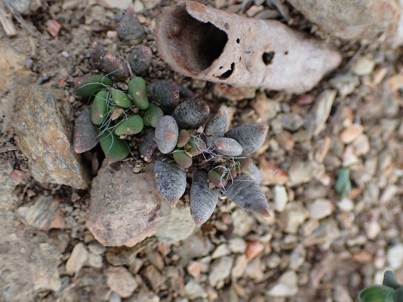Anacampseros nebrownii photo 4