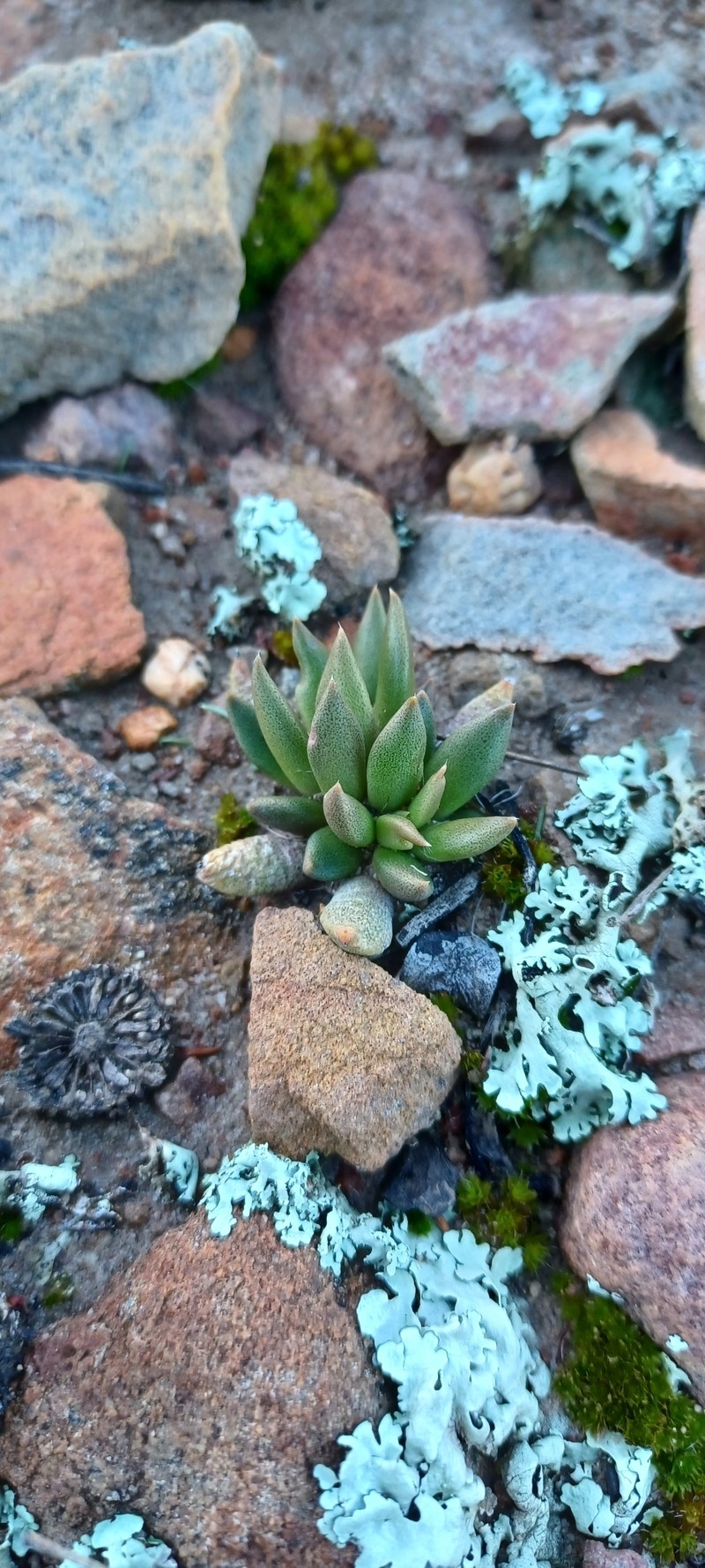 Anacampseros nebrownii photo 5