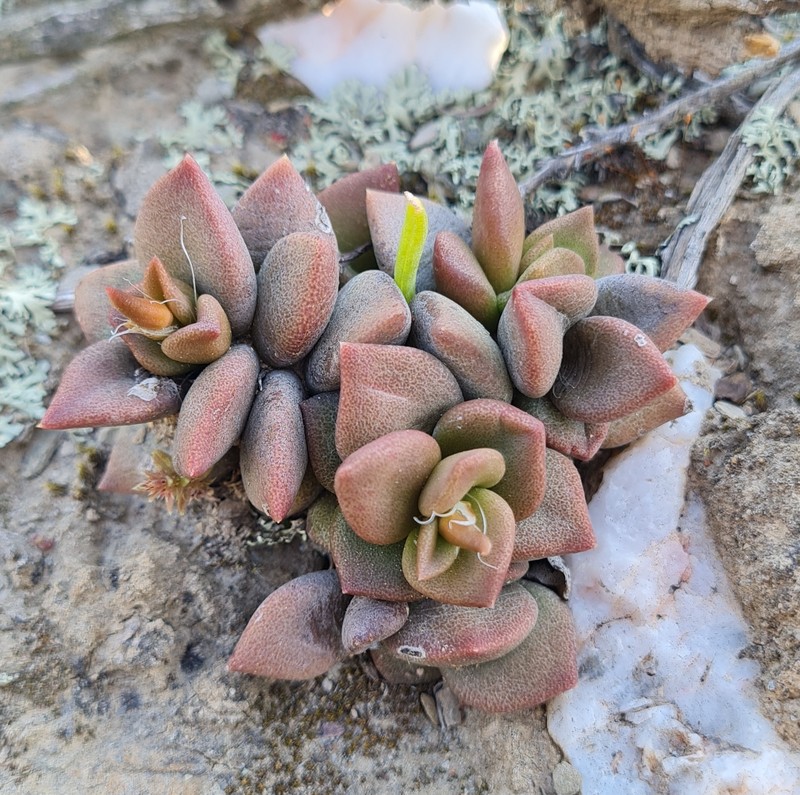 Anacampseros nebrownii photo 6