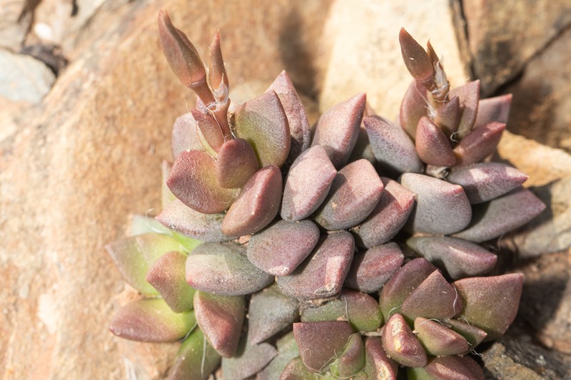 Anacampseros nebrownii photo 7