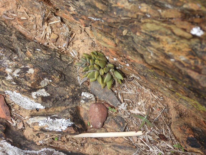 Anacampseros nebrownii photo 8