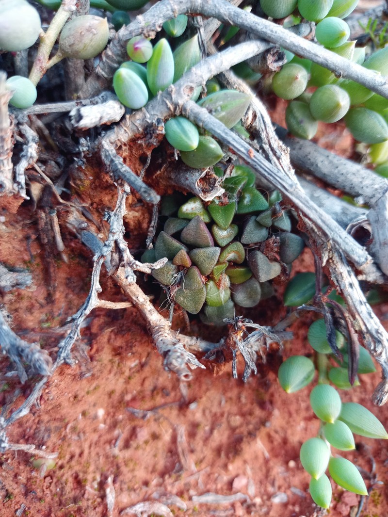 Anacampseros nitida photo 8