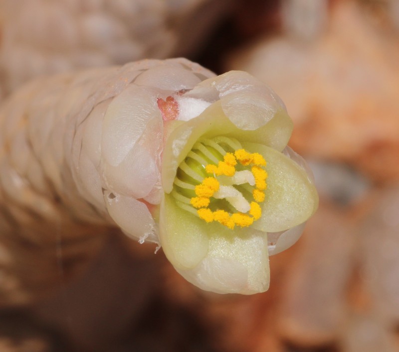 Anacampseros papyracea