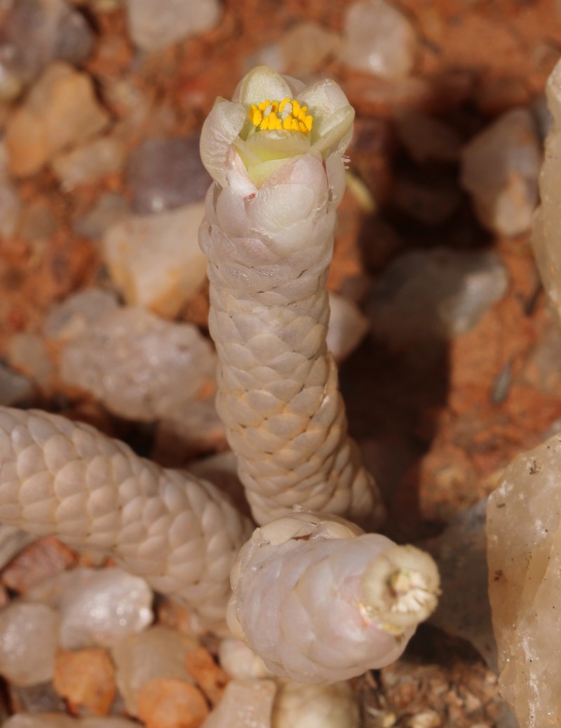 Anacampseros papyracea photo 2