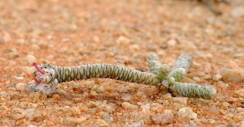 Anacampseros papyracea photo 3