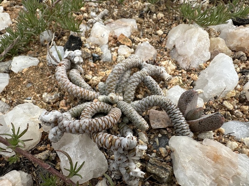 Anacampseros papyracea photo 4