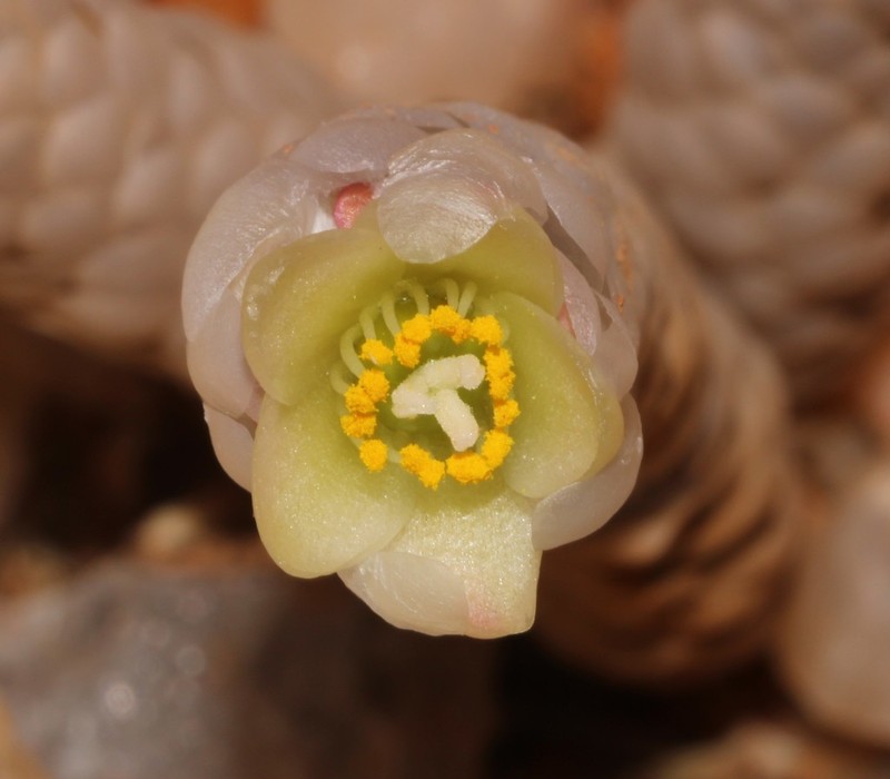 Anacampseros papyracea photo 6