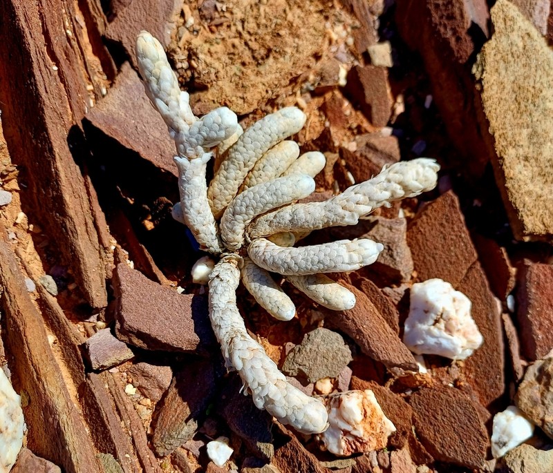 Anacampseros papyracea photo 7