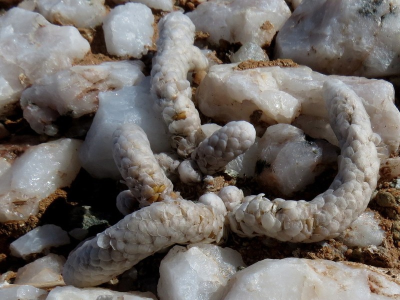Anacampseros papyracea photo 8