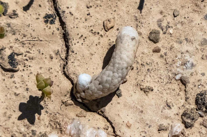 Anacampseros papyracea subsp. papyracea photo 2