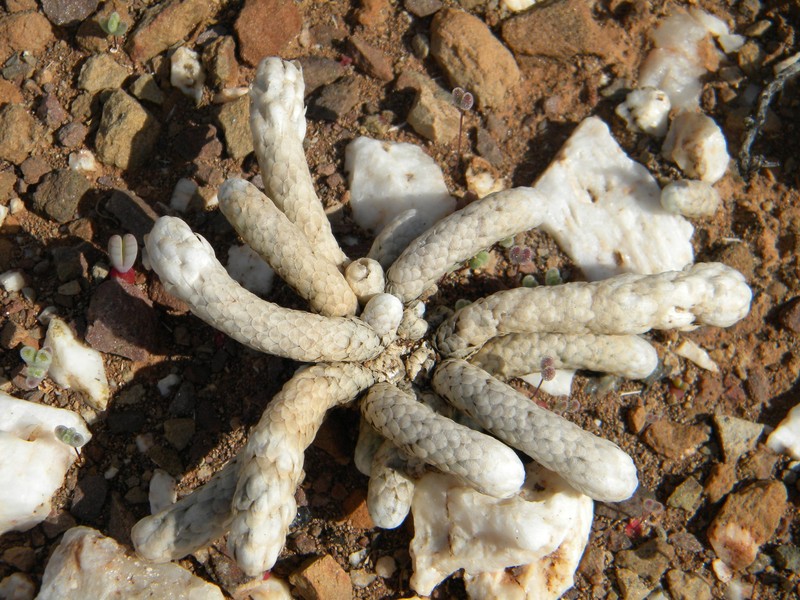 Anacampseros papyracea subsp. papyracea photo 3